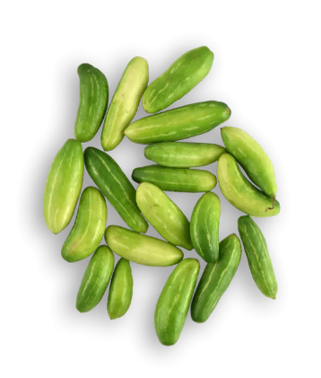 Ivy gourd, Tindora 1 LBS
